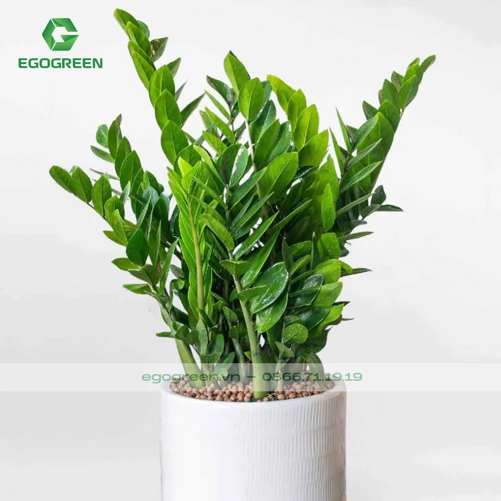 Cây hợp mệnh Kim